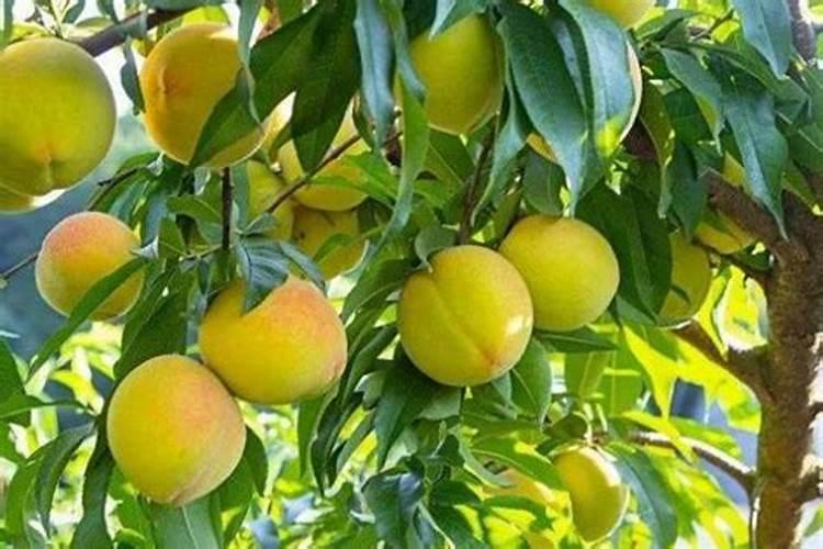 黄桃膨大期如何施肥？