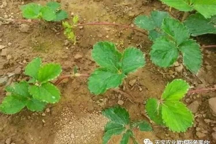 草莓缺素症有什么症状 草莓缺素症防治方法