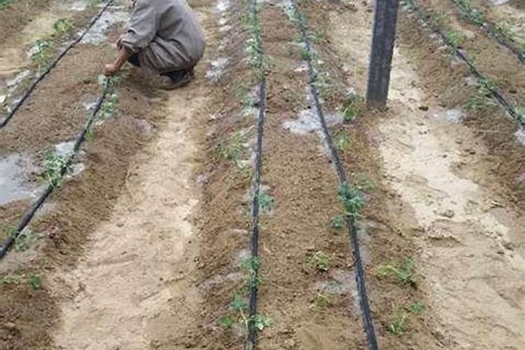 芹菜用什么肥料长得快