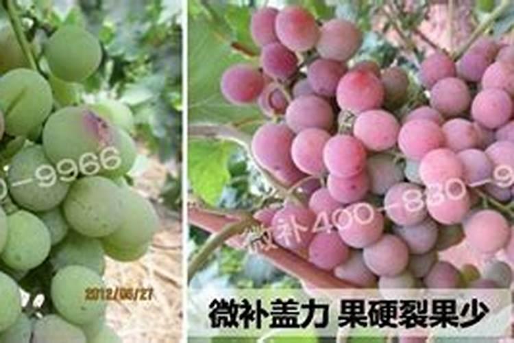 葡萄补铁的叶面肥是