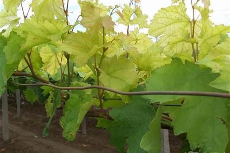 葡萄叶子发黄怎么办？