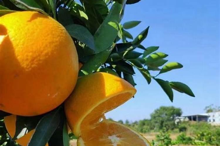 一年树脐橙施肥方案 施什么肥效果好