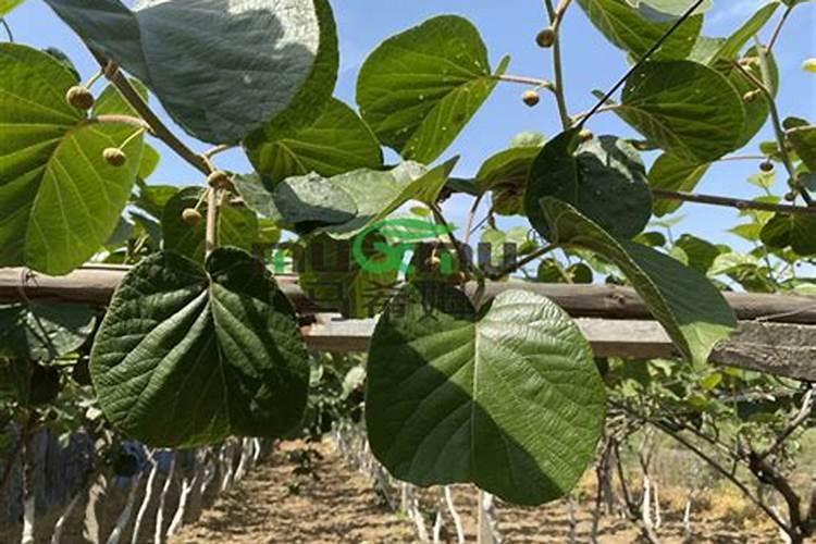 猕猴桃挂果后施什么肥料 猕猴桃如何施肥