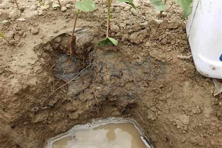 多肉浇叶面肥可以吗？