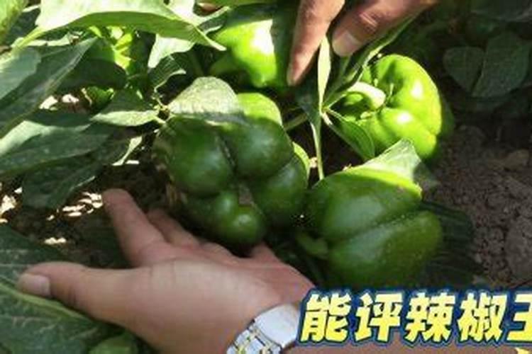 红糖能当做肥料喂苹果树吗