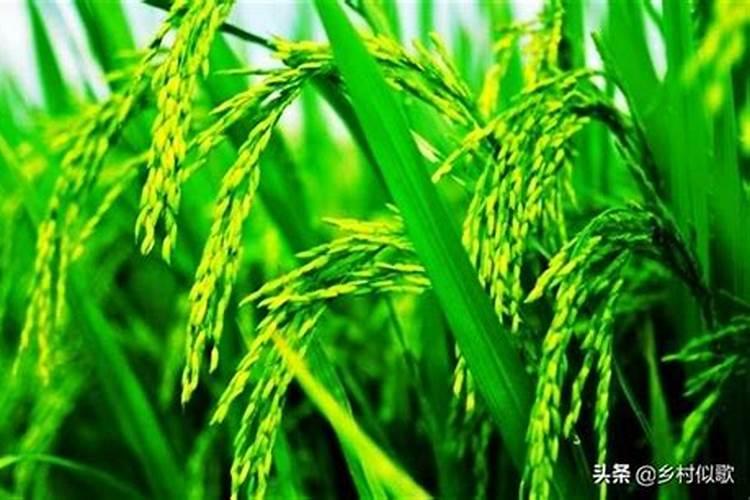 大葱叶干尖怎么办？