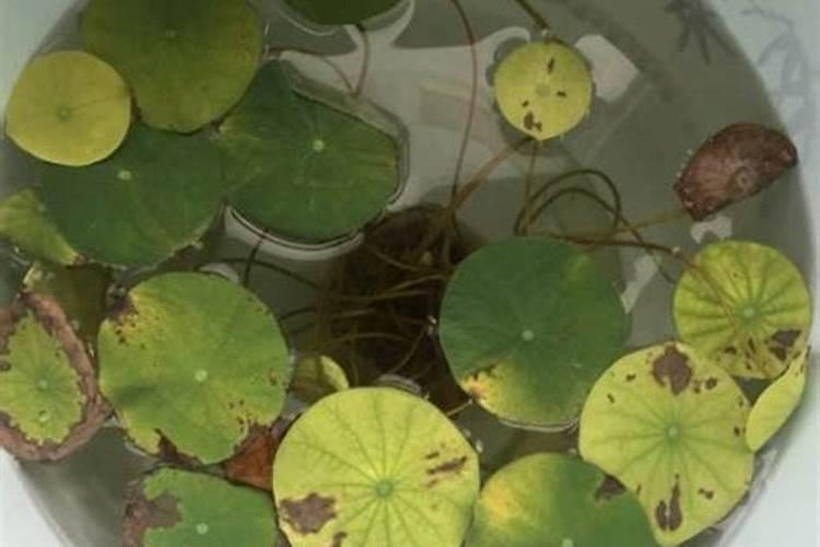 红心柚树能活多少年