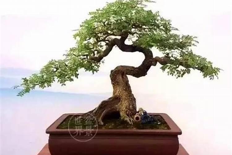 红栌树小苗怎么施肥最好