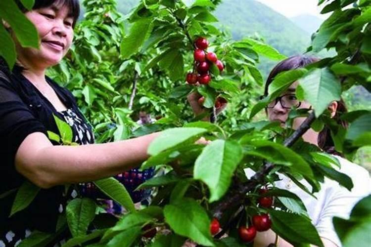 霜降前后大白菜怎么管理