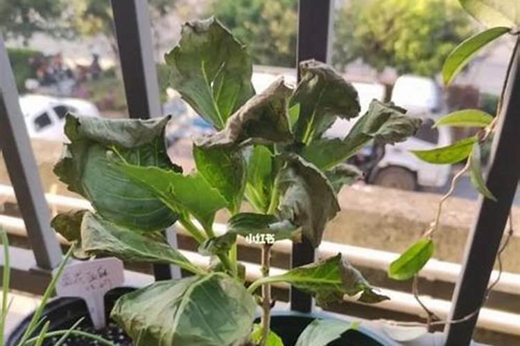 黄豆叶面肥怎么使用？知道的请回答