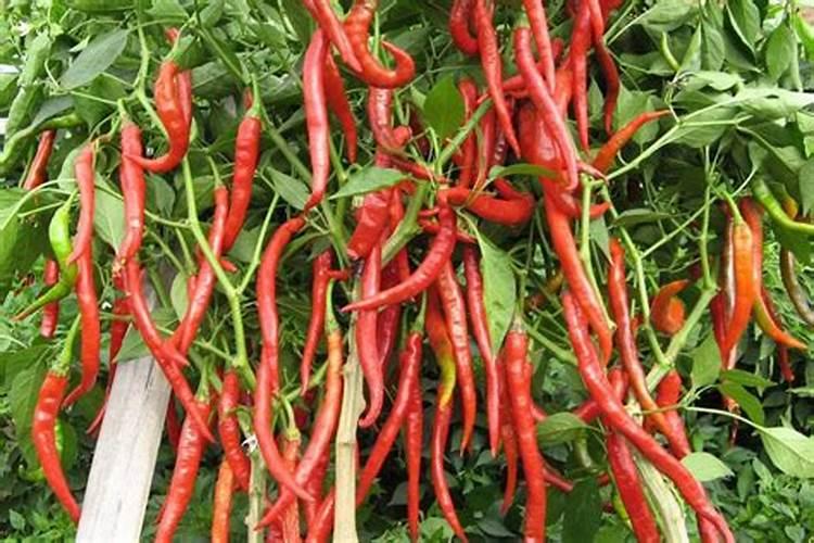 辣椒用什么肥料才能高产 种辣椒用什么肥料高产