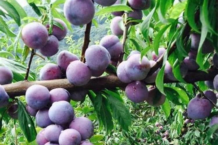 水溶肥多久能吸收