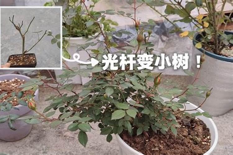 月季花的叶子都掉光了,怎样能活过来？