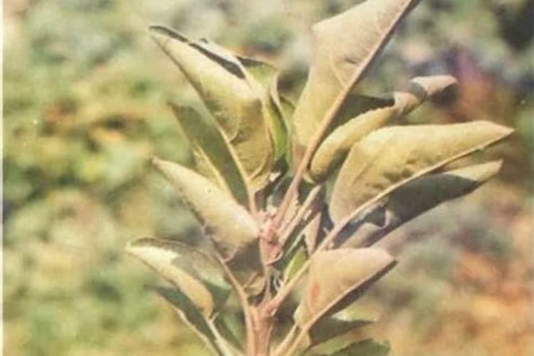 苹果树如何科学合理施肥？