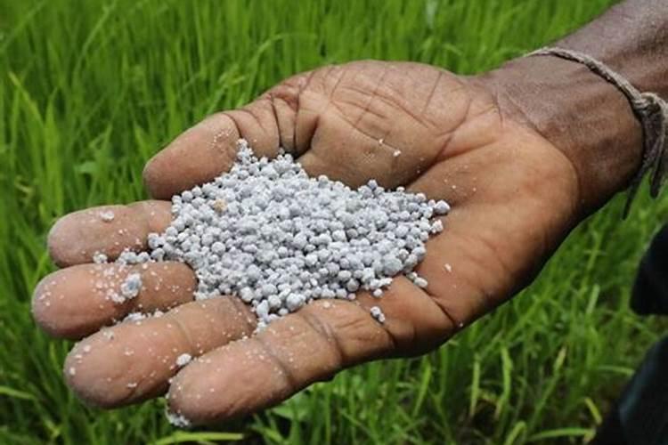 桃子增产用哪个叶面肥？桃子用什么叶面肥比较好？桃子喷施金泰靓...