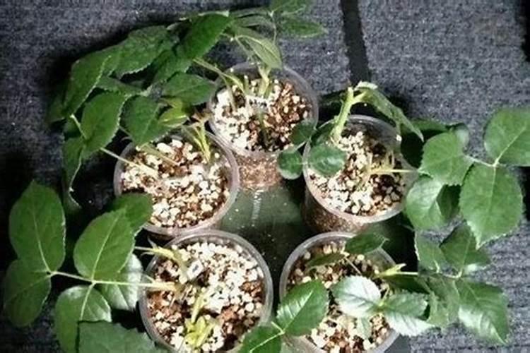 甜叶菊幼苗扦插用什么肥好？