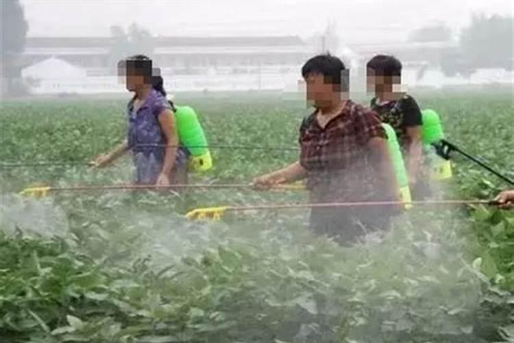 莴笋裂口可以连续使用硼肥喷施吗