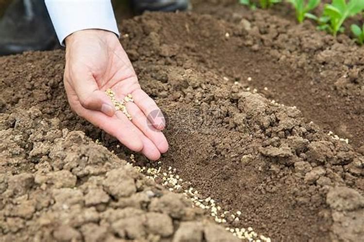 多肉什么季节施肥最好