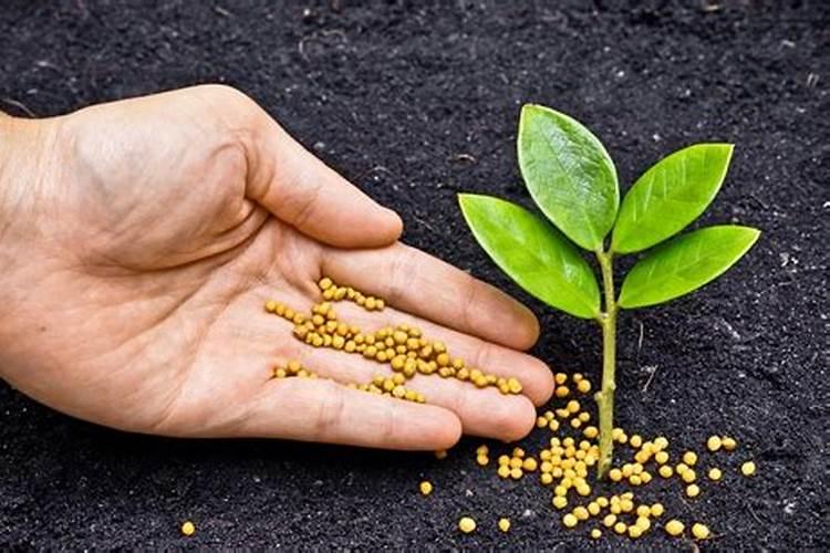 铁肥和硼肥能混施用吗