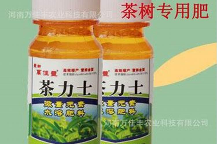 长寿花10月怎么养