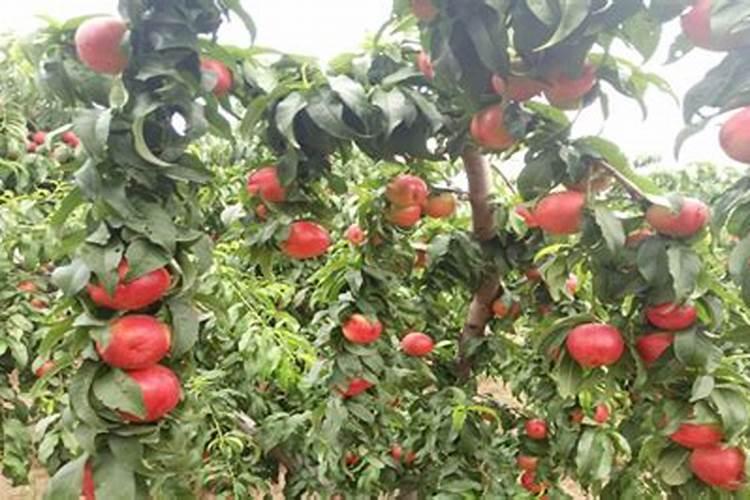 冲肥用热水还是凉水种花用,花苗多大可以施肥？