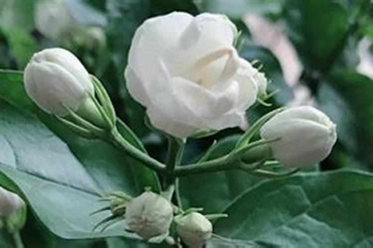茉莉花如何养护冒出非常多的芽点