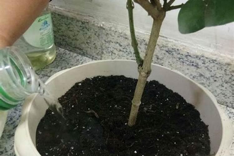 茉莉花修剪之后怎么施肥花芽长得多