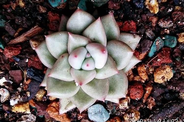 播种多肉植物可以直接用复合肥吗