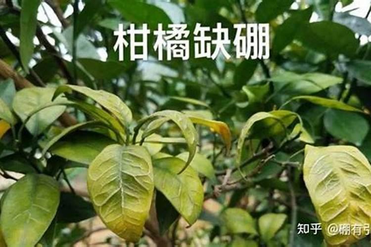 这些花养1种,就能让人羡慕一辈子