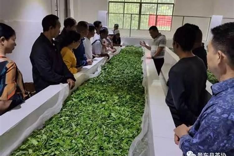 茶叶催芽小妙招