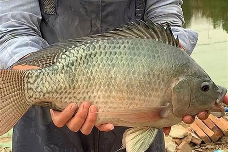 荷花施肥对鱼的影响:真相揭秘