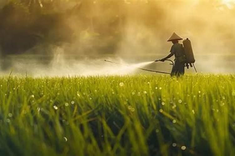 芒果结果期追施用的肥料？芒果保花保果用什么化肥好？