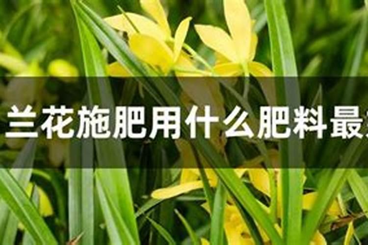 罗汉松多久施一次肥 施肥时间和方法