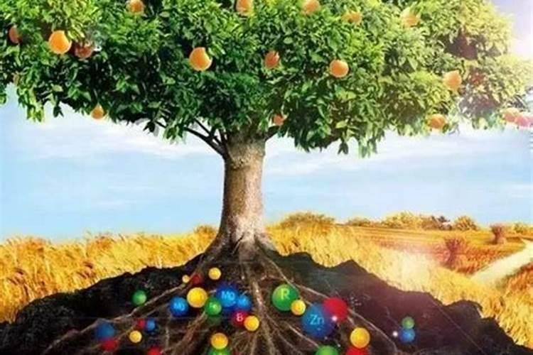 果树保花保果喷什么叶面肥结果多？果树膨果期用什么复合肥好？