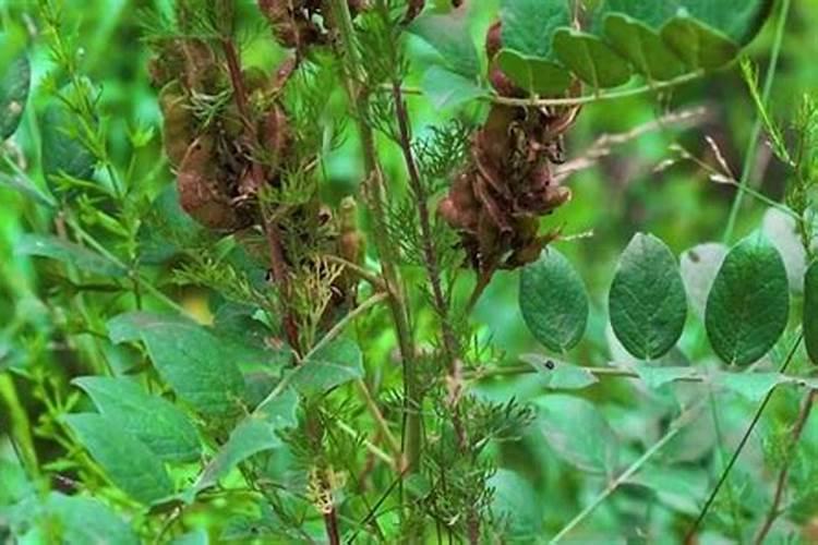 甘草都种植在那些地方
