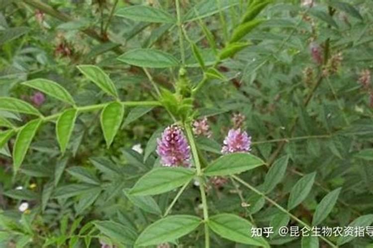 甘草的田间管理和施肥要点的介绍