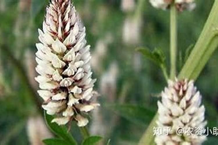 中药材追肥用什么肥料好？中药材壮根肥哪家好？中药材用什么叶面肥？