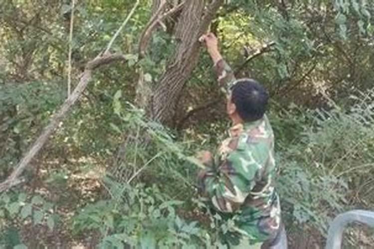 请问花生什么病,如何防治？