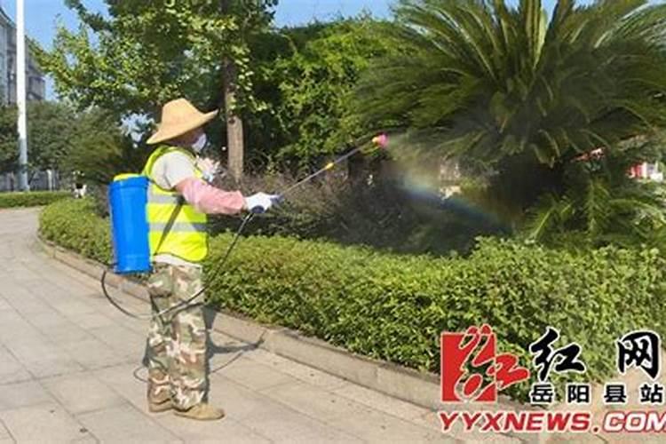 叶面肥什么时间喷最好