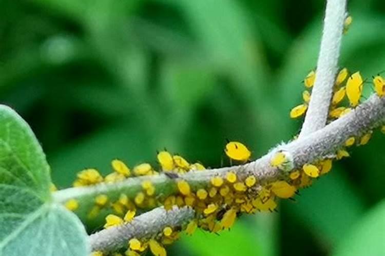 园林绿化养护主要工作有哪些？