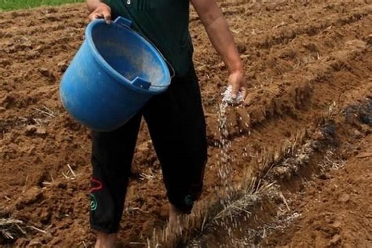 种菜应该怎么施肥？怎么根据菜种选择肥料呢？