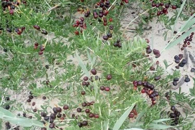 硫酸钾型复合肥适用于什么土地