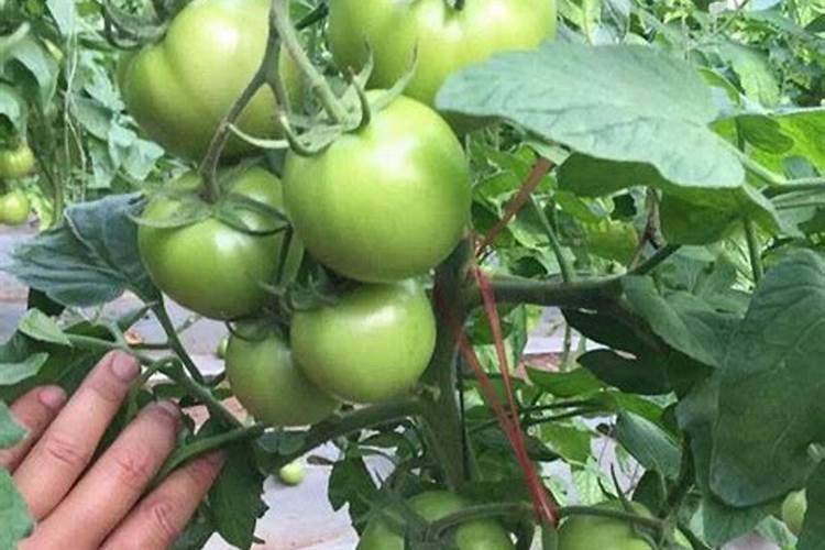 栀子花用什么肥料最好,怎么施肥