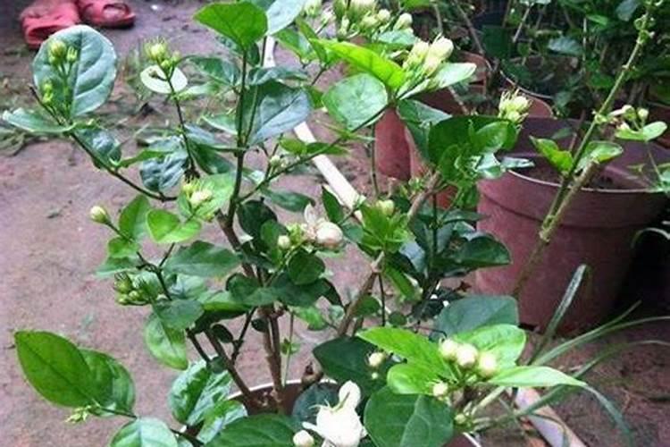 茉莉花怎样养