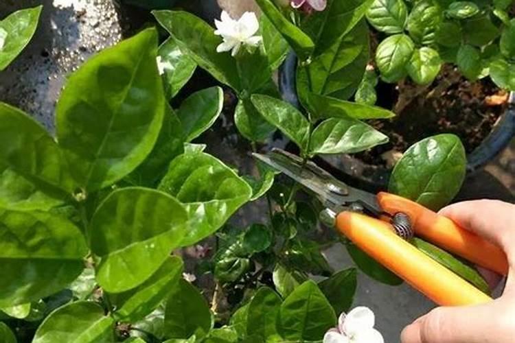 怎么种植茉莉花