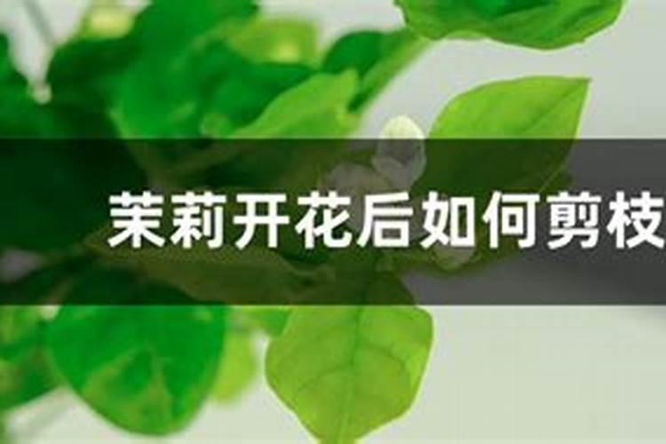 棉花磷肥的作用