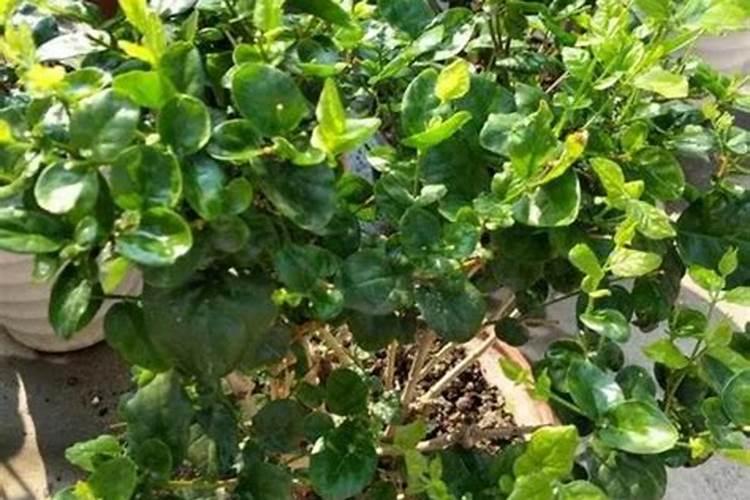 种植辣椒需要摘心打顶吗？什么时候打顶摘心好？