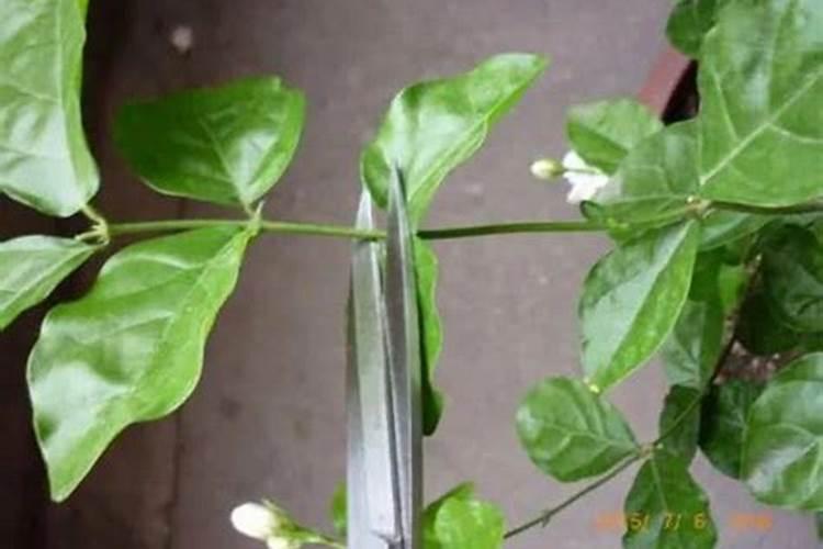 茉莉花修剪后还是不生长是怎么回事