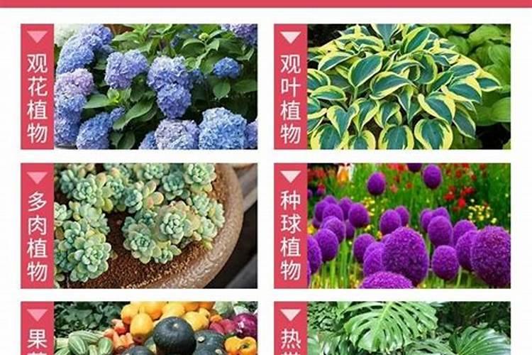 新栽的花椒树为什么总不发芽 原因是什么