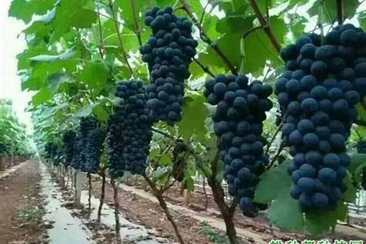 尿素化水浇肥方法,当年栽葡萄苗尿素化水浇施能行吗